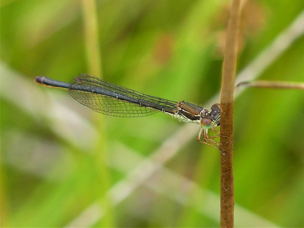 Ceriagrion_tenellum